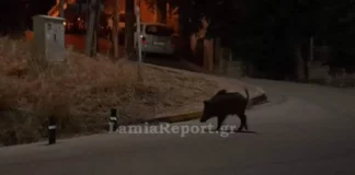 Λαμία: Νυχτερινή «απόβαση» αγριογούρουνων – (VIDEO)