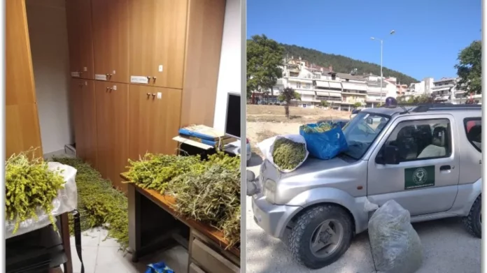 Ιωάννινα: Ξερίζωσαν δεκάδες κιλά τσάι για να το πουλήσουν