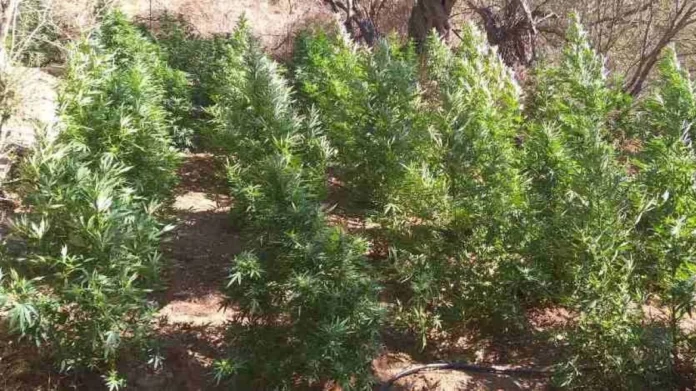 Λιανοκλάδι: Καλλιεργητής συνελήφθη σε οργανωμένη χασισοφυτεία