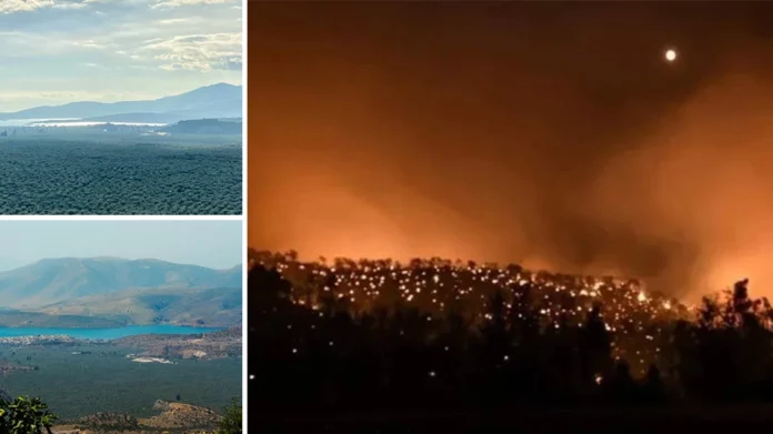 Φωτιά-Άμφισσα: Καταστροφές στον παραδοσιακό ελαιώνα – Έχουν καεί 3.000 στρέμματα-(VIDEO-ΦΩΤΟ)
