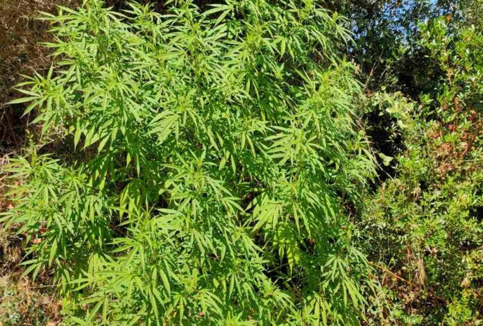 Χαλκιδική: Καλλιεργούσε δενδρύλλια κάνναβης στην αυλή του σπιτιού του (video)