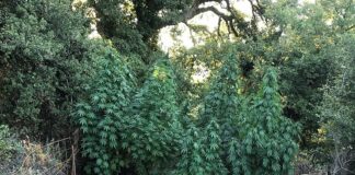 Ρέθυμνο: Εντοπίστηκαν πέντε φυτείες δενδρυλλίων κάνναβης