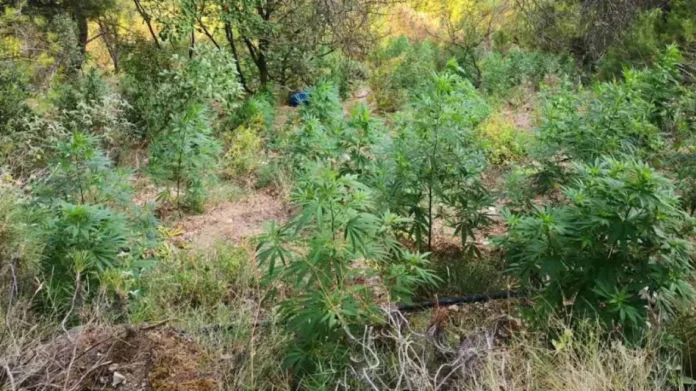 Βοιωτία: Τεράστια χασισοφυτεία με 2.225 δενδρύλλια σε χαράδρα, έφταναν έως και τα 2,50 μέτρα!