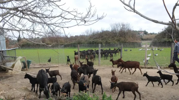 Ρόδος: Κάθειρξη 8 ετών σε κατσικοκλέφτη