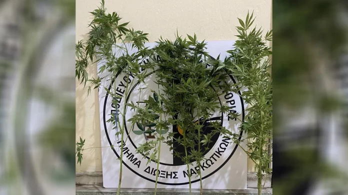 Μίνι χασισοφυτεία σε γλάστρες σε σπίτι στην Καστοριά