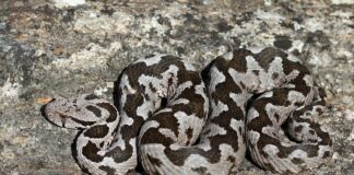 Σέρρες: Οχιά δάγκωσε εθελόντρια κατά τη διάρκεια ερευνών για τον εντοπισμό ηλικιωμένου