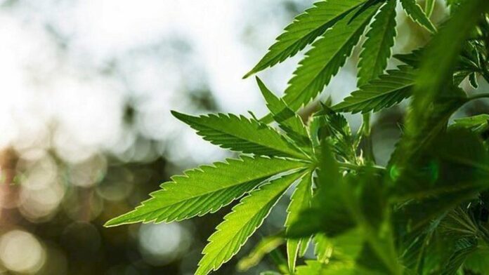 Ηράκλειο: Μία σύλληψη για καλλιέργεια κάνναβης σε ορεινή περιοχή