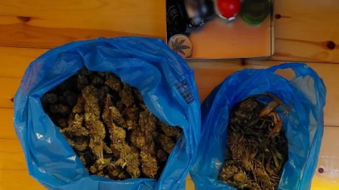 Καβάλα: Αστυνομικοί έπιασαν επ’ αυτοφώρω καλλιεργητές – Είχαν φυτεία με 187 δενδρύλλια κάνναβης