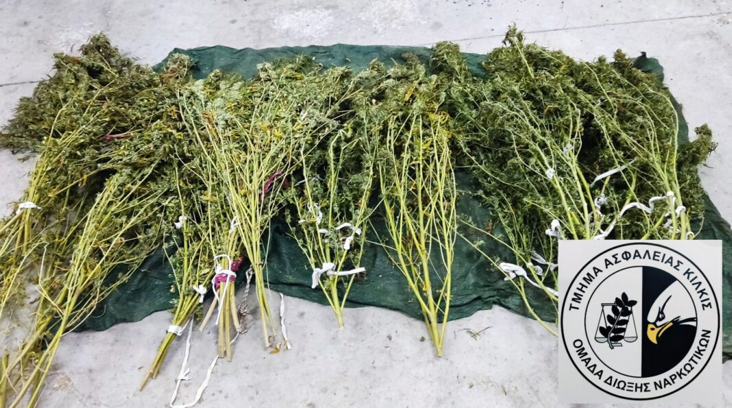 Κατάσχεση-φυτικών-αποσπασμάτων-κάνναβης-ΤΑ-Κιλκίς