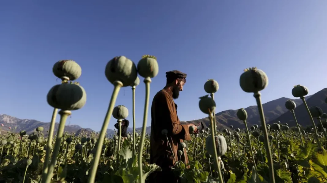afghanistan_poppy