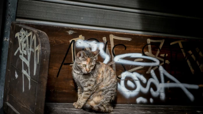 Κορυδαλλός: Άγνωστος κακοποιεί αδέσποτα – Κυκλοφορεί με αεροβόλο, τον επικήρυξαν οι φιλόζωοι