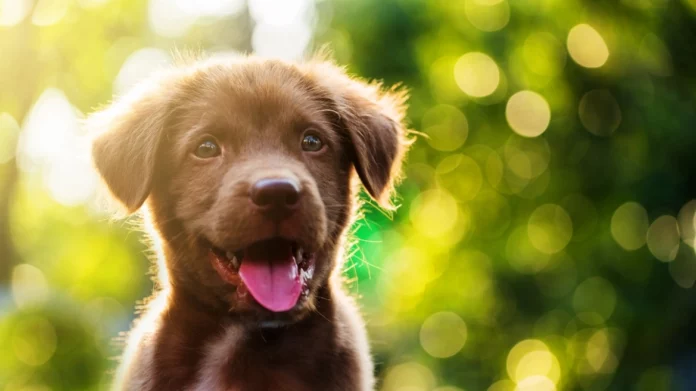 Αμαλιάδα: Πρόστιμο 250.000 σε 72χρονο που εγκατέλειψε νεογέννητα κουτάβια σε δάσος