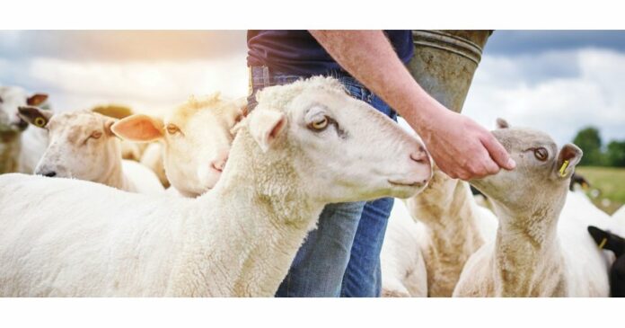 Αγελαδοτρόφοι: Πυρά στις γαλακτοβιομηχανίες για τις τιμές γάλακτος