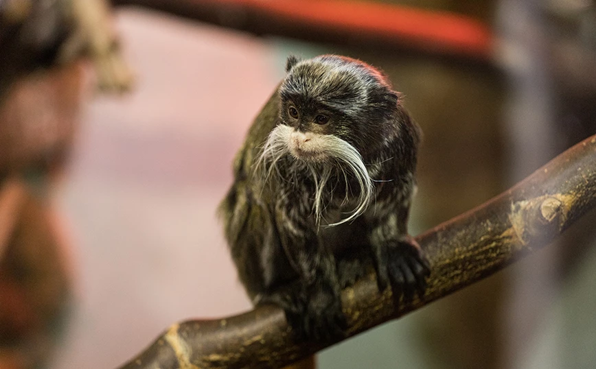 Imperial-Tamarin
