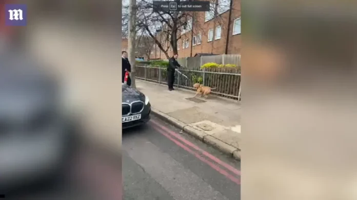 Βρετανία:Aστυνομικός προσπαθεί να αποτρέψει επίθεση σκύλου εναντίον 13χρονου