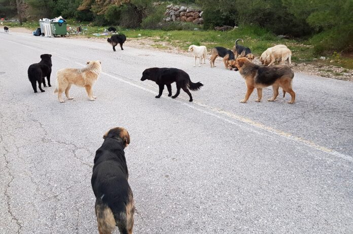 Λιβαδειά: 15 αδέσποτα σκυλιά επιτέθηκαν σε εκπαιδευτικό