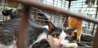 Βιετνάμ: Ανακαλύφθηκαν 2.000 νεκρές γάτες που προορίζονταν για… φάρμακα