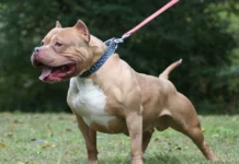 Δεύτερο περιστατικό ληστείας με επίθεση σκύλου: Ιρανός έδωσε εντολή στο σκύλο του να επιτεθεί για να τον ληστέψει