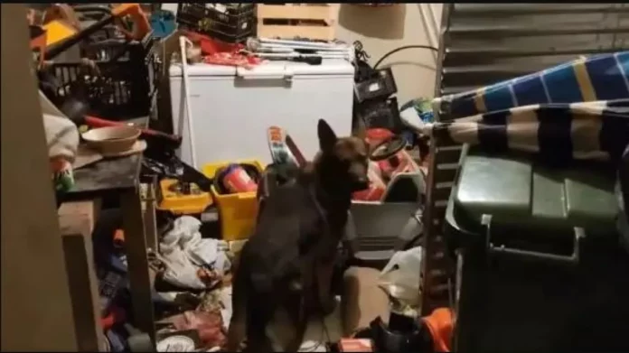 Κιλκίς: O σκύλος Vector εντόπισε κοκαΐνη και κάνναβη σε παιδικό αυτοκινητάκι