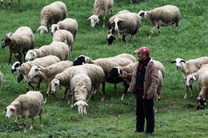 Θεσσαλονίκη: Αλλοδαπός έκλεψε 10 αρνιά από κτηνοτροφική μονάδα λίγο πριν το Πάσχα
