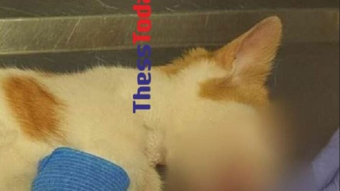 Θεσσαλονίκη: Κλώτσησαν στο κεφάλι νεαρή γάτα – «Άνοιξαν όλα στη μέση»