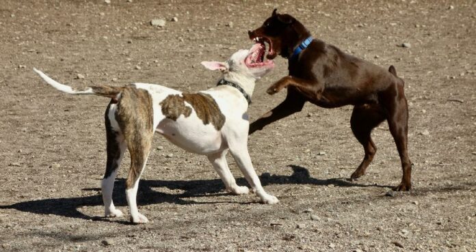 Θεσσαλονίκη: Κατήγγειλε ότι 45χρονος κλώτσησε το σκυλί της και το σκότωσε – Συνελήφθη ο άνδρας