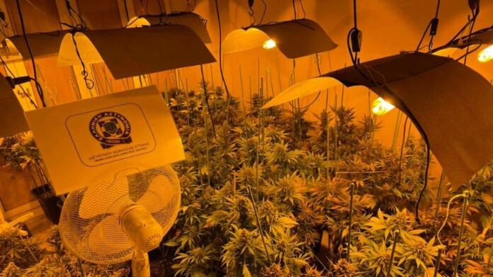Εντοπίσθηκε πλήρως εξοπλισμένο εργαστήριο-φυτώριο καλλιέργειας δενδρυλλίων κάνναβης στον Πειραιά