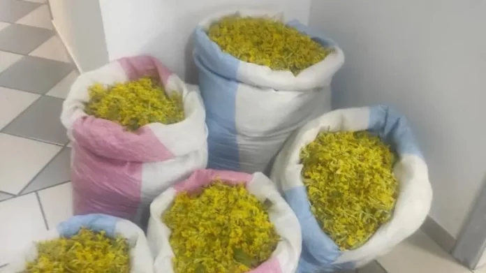 Ξεκίνησαν οι επιδρομές Αλβανών για το «λουλούδι του Δαρβίνου»