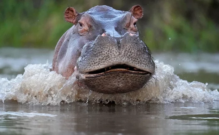 Απίστευτη τραγωδία στο Μαλάουι: Πλοιάριο συγκρούστηκε με ιπποπόταμο και βυθίστηκε – 1 μωρό νεκρό, 23 αγνοούμενοι