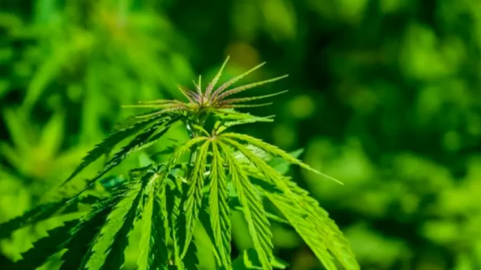 Ρόδος:Έστησε εργαστήριο για την εσωτερική καλλιέργεια κάνναβης