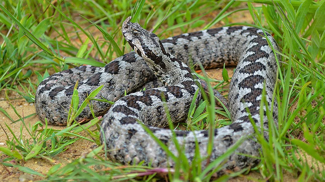 oxia_erpetologos_mxr