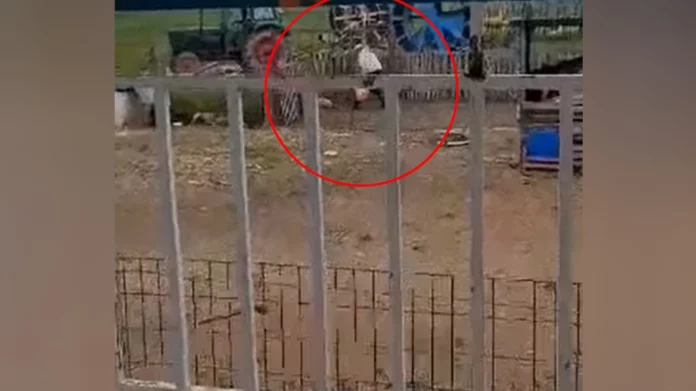 Θεσσαλονίκη: Σκληρό βίντεο – Άνδρας χτυπάει με μανία σκυλί στον Λαγκαδά