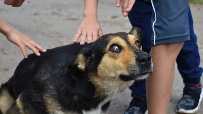 Φθιώτιδα: 65χρονος πυροβόλησε και σκότωσε το κυνηγόσκυλο του γιου του