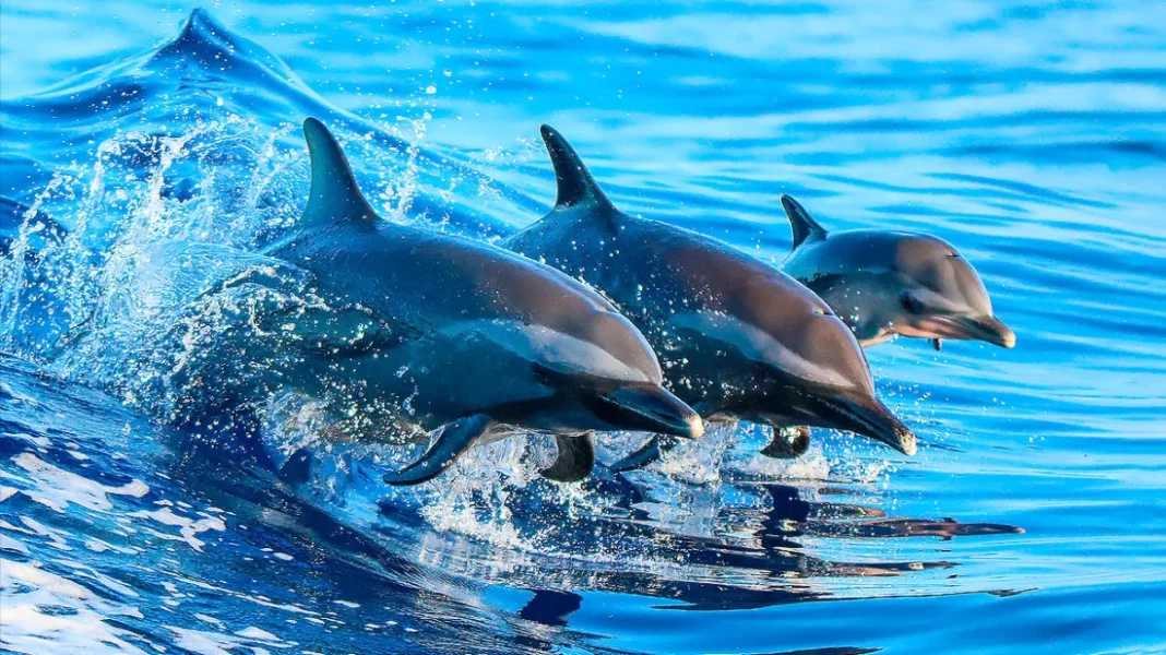 dolphins