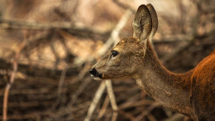 Λίμνη Κερκίνη: Ασυνείδητοι σκότωσαν τρία ελάφια – (ΦΩΤΟ)
