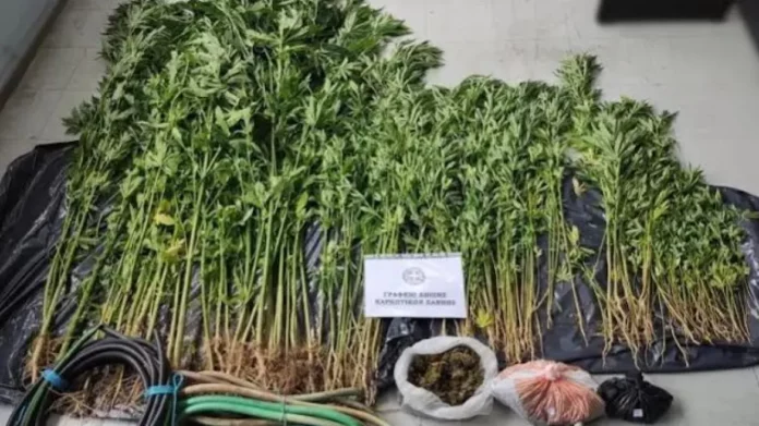 Ξάνθη: Τον έπιασαν να καλλιεργεί σχεδόν 200 δενδρύλλια κάνναβης