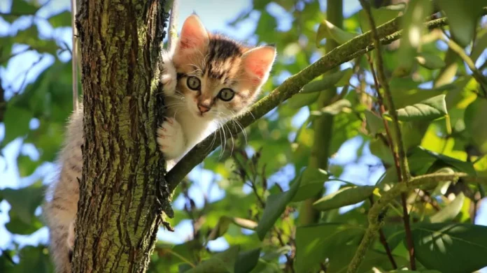 Θεσσαλονίκη: Ελεύθερος με περιοριστικό όρο ο ηλικιωμένος που πυροβόλησε γάτα με αεροβόλο