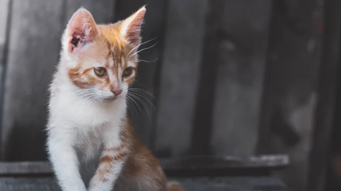 Φρίκη στη Ρόδο: 83χρονος σκότωσε γατάκι χτυπώντας το με σκούπα “επειδή τον ενοχλούσε”