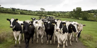 Ιρλανδία: Η κυβέρνηση θέλει να θανατώσει 200.000 αγελάδες για να επιτευχθούν οι κλιματικοί στόχοι