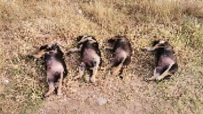 Ξάνθη: Νεκρά τέσσερα κουταβάκια… στη σειρά – Ένα ακόμη τραυματισμένο (φωτο)