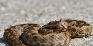 Βόλος: Οχιά δάγκωσε ηλικιωμένο στο κτήμα του