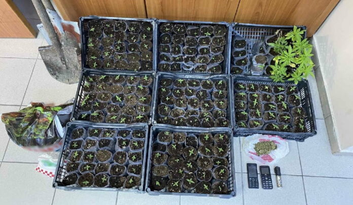 Ημαθία: Έτοιμα για φύτεμα είχαν 185 χασισόδεντρα (video)