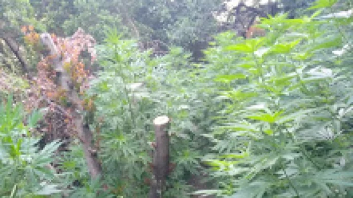 Βρήκαν μίνι χασισοφυτεία και όπλο χωρίς άδεια στη Σητεία