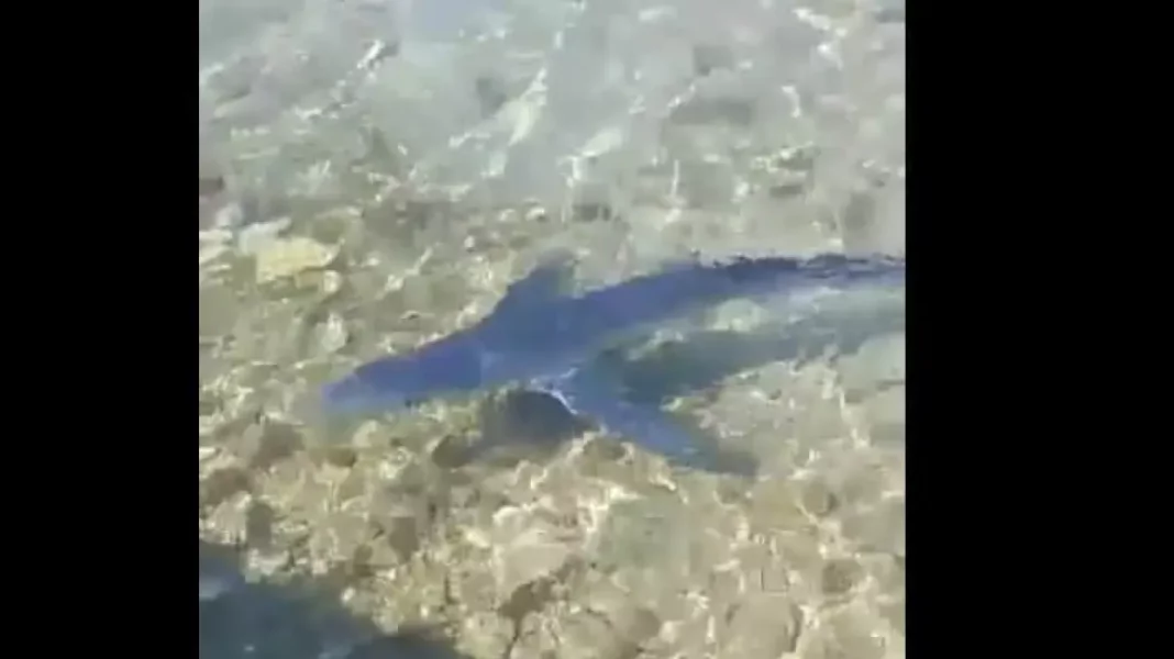 ΓΑΛΑΖΙΟΣ-ΚΑΡΧΑΡΙΑΣ