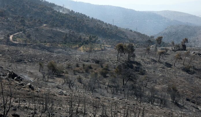 Έχουν αφήσει τα δάση στην τύχη τους και στον «στρατηγό άνεμο»