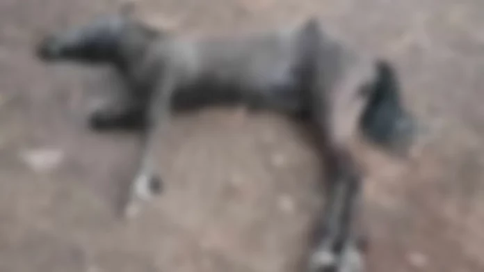 Χανιά: Ξεψύχησε άλογο που είχε ξεχάσει ο ιδιοκτήτης του χωρίς νερό και τροφή