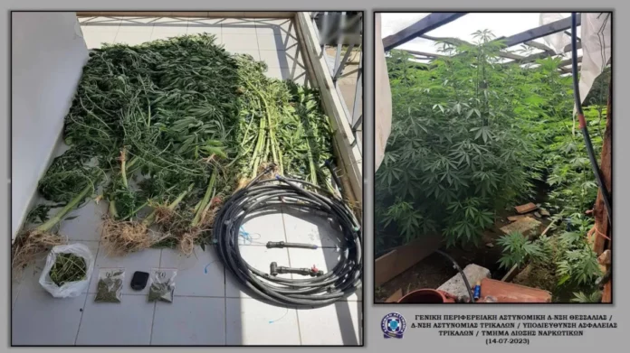 Μετέωρα: Ο σκύλος ανίχνευσης «Flex» βρήκε χασισοφυτεία με 74 δενδρύλλια