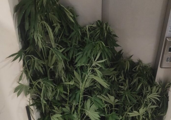 Ημαθία: Αστυνομικοί εντόπισαν φυτεία δενδρυλλίων κάνναβης