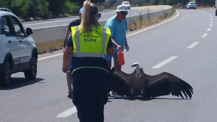 Κρήτη: Διψασμένος γυπαετός βρέθηκε στη μέση του ΒΟΑΚ – Δείτε φωτογραφίες
