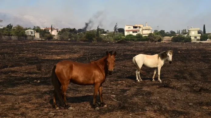 Φωτιές: Σε εξέλιξη η επιχείρηση απομάκρυνσης ζώων και αλόγων – Αναζητούνται οχήματα
